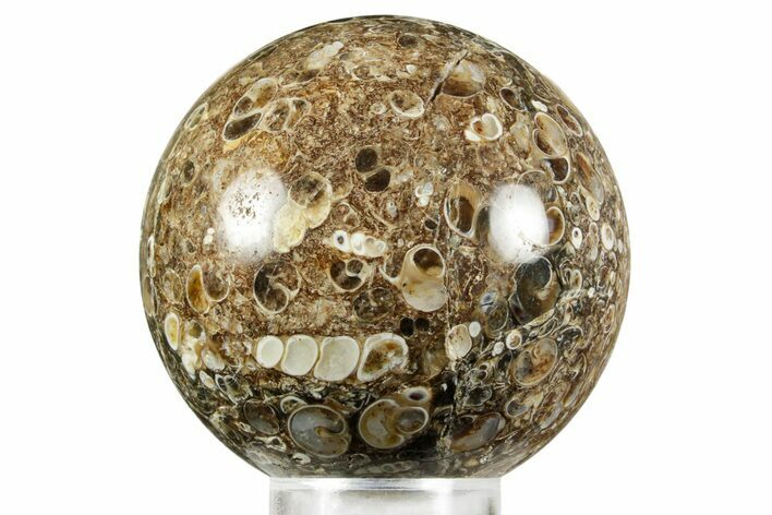 Polished Freshwater Snails (Elimia) In Limestone Sphere - Wyoming #370902